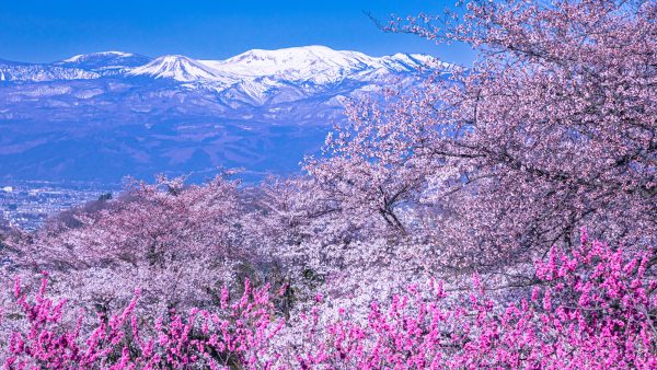 福島復興から見る再生可能エネルギーへの転職を考える